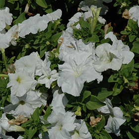 Plant Photo 5