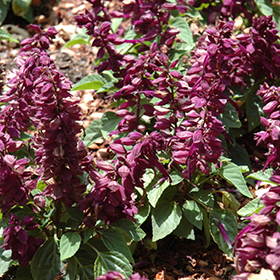 Plant Photo 7