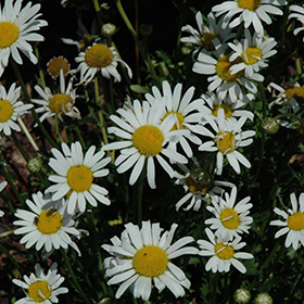 Plant Photo 4