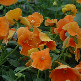 Plant Photo 2