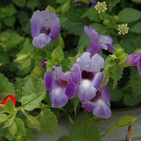 Plant Photo 1