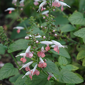 Plant Photo 9