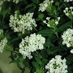 Plant Photo 10