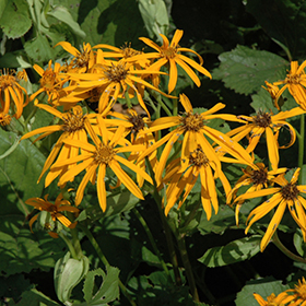 Plant Photo 5