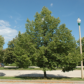 Plant Photo 9