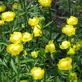 Plant Photo 7