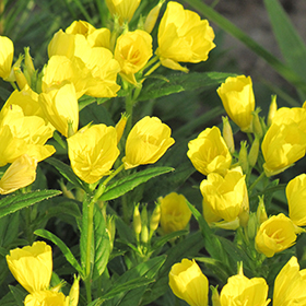Plant Photo 8