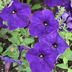 Plant Photo 6