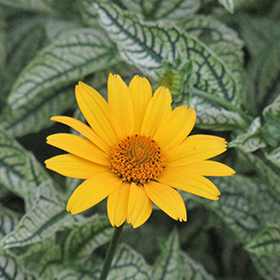 Plant Photo 2
