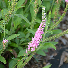 Plant Photo 1