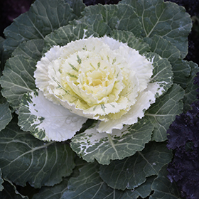 Plant Photo 1