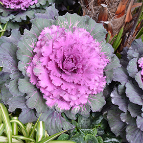 Plant Photo 10