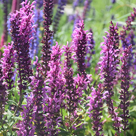 Plant Photo 1