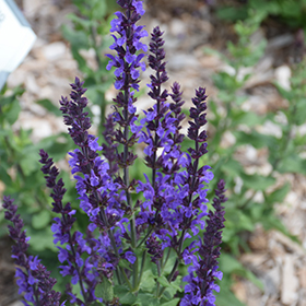 Plant Photo 8