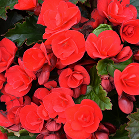 Plant Photo 1