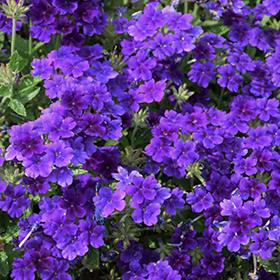 Plant Photo 2