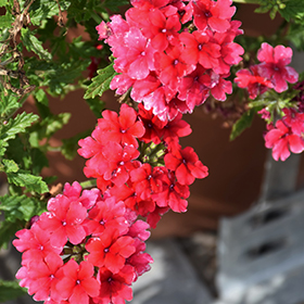 Plant Photo 8