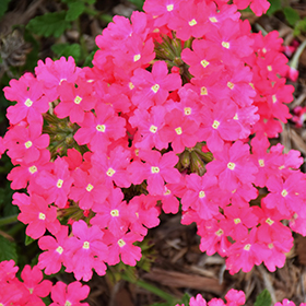 Plant Photo 5