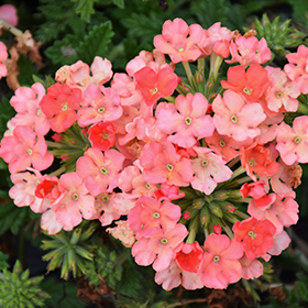 Plant Photo 7