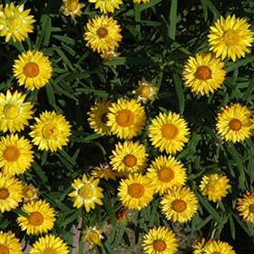 Plant Photo 9