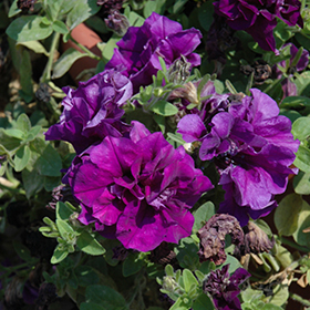 Plant Photo 2