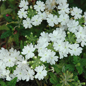 Plant Photo 3