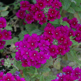 Plant Photo 1