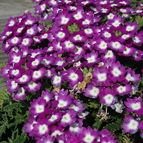 Plant Photo 8