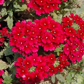 Plant Photo 2