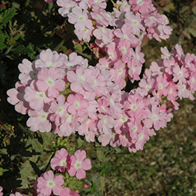 Plant Photo 10