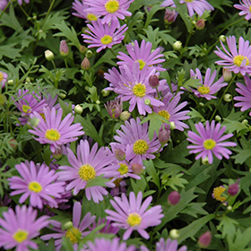 Plant Photo 8