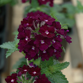 Plant Photo 7