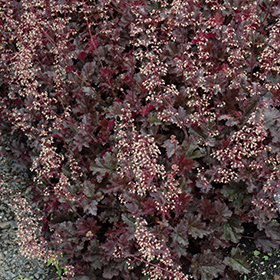 Plant Photo 1