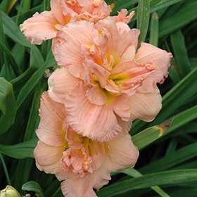 Plant Photo 5