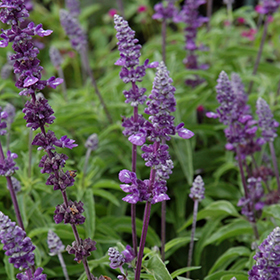 Plant Photo 2