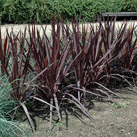 Plant Photo 2