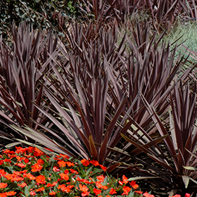 Plant Photo 3
