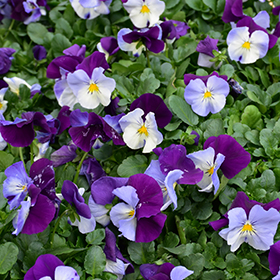 Plant Photo 5