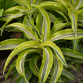 Plant Photo 8