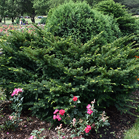 Plant Photo 4