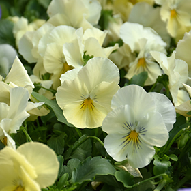 Plant Photo 6