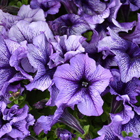 Plant Photo 1