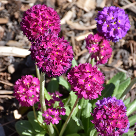 Plant Photo 7