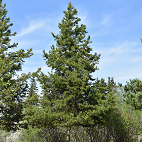Plant Photo 9