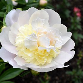 Plant Photo 6