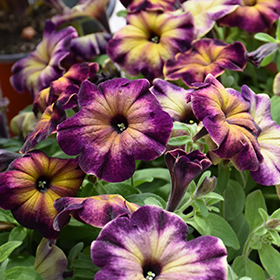 Plant Photo 10