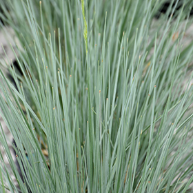 Plant Photo 9