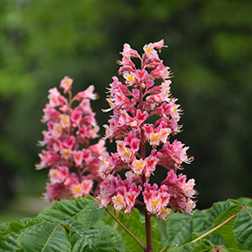 Plant Photo 8