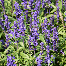 Plant Photo 3