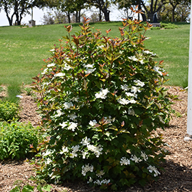 Plant Photo 4